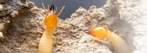 Connor’s Pest Pros